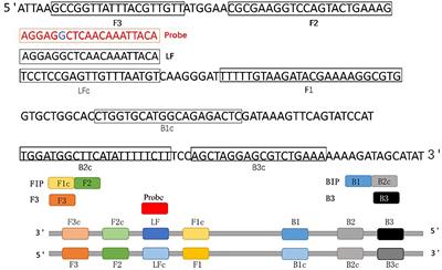 Development of a Cleaved Probe-Based Loop-Mediated Isothermal Amplification Assay for Rapid Detection of African Swine Fever Virus